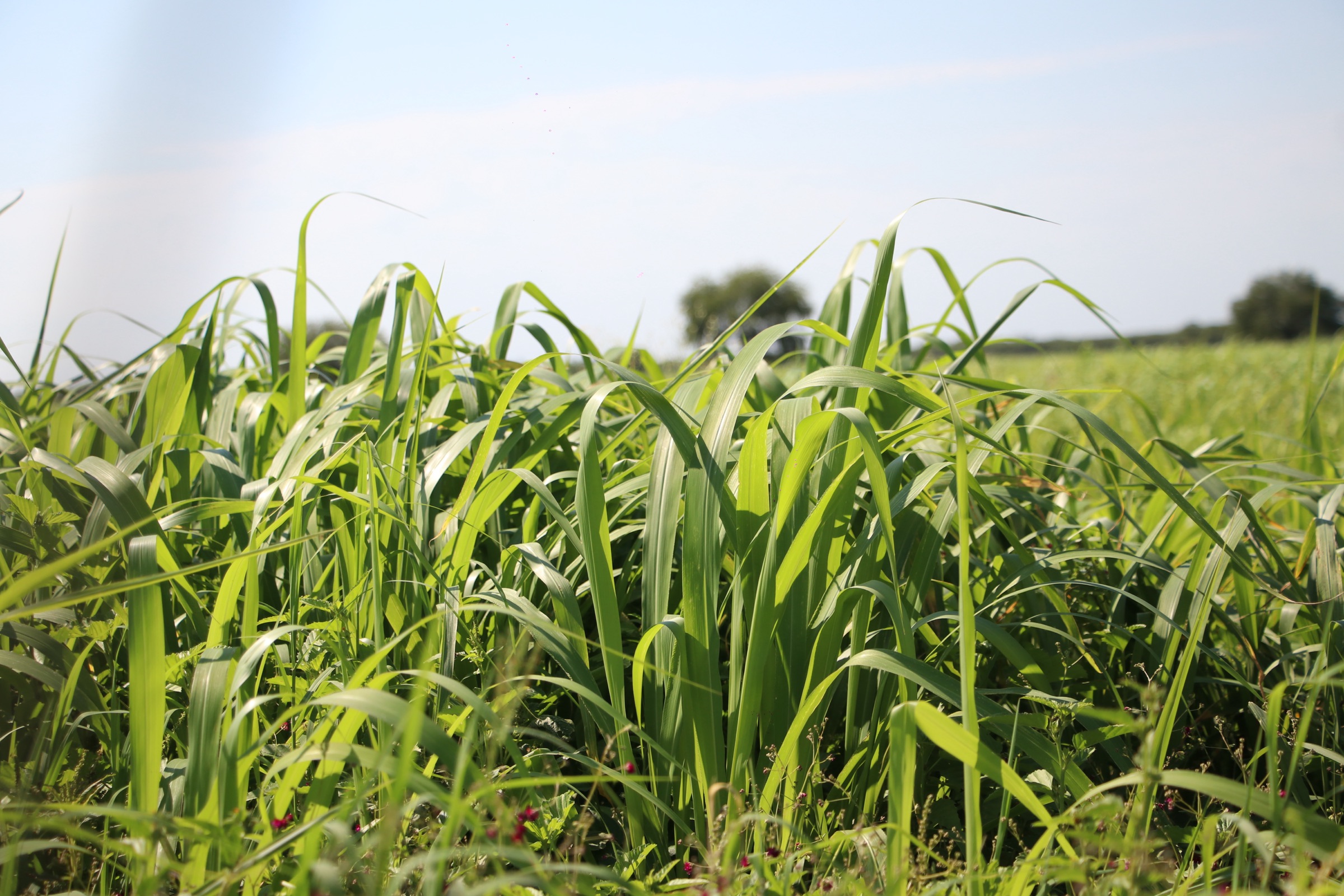 Pastura alta y vigorosa en un campo productivo