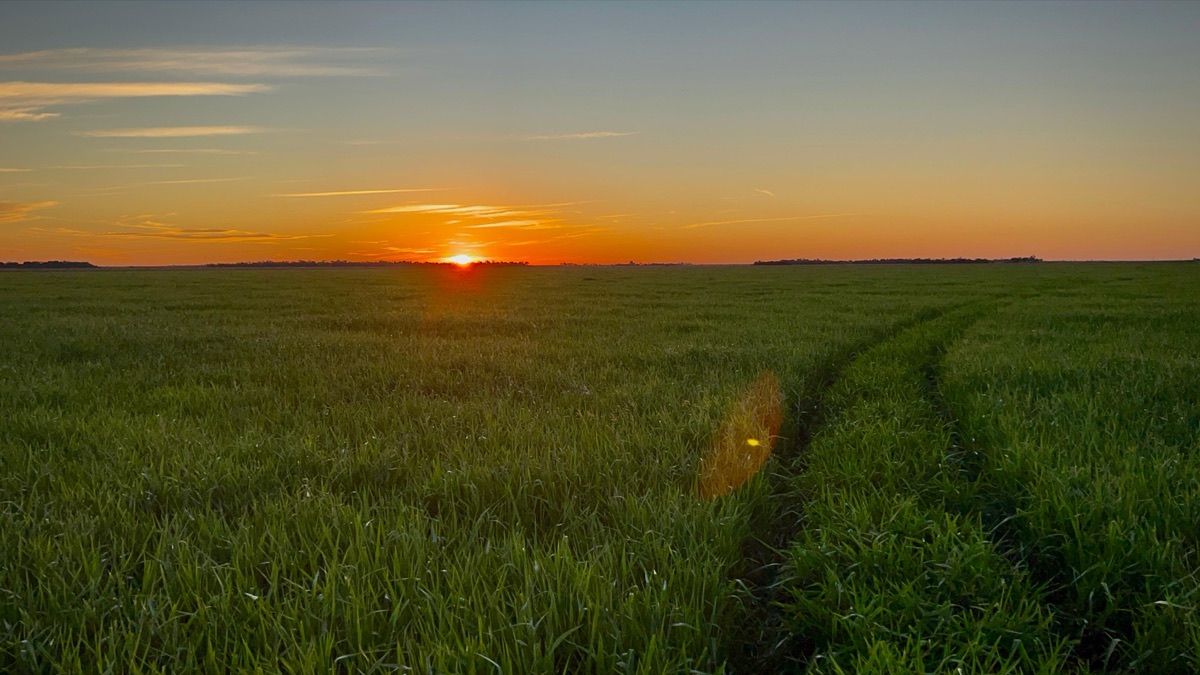 Pastura al atardecer en un campo productivo
