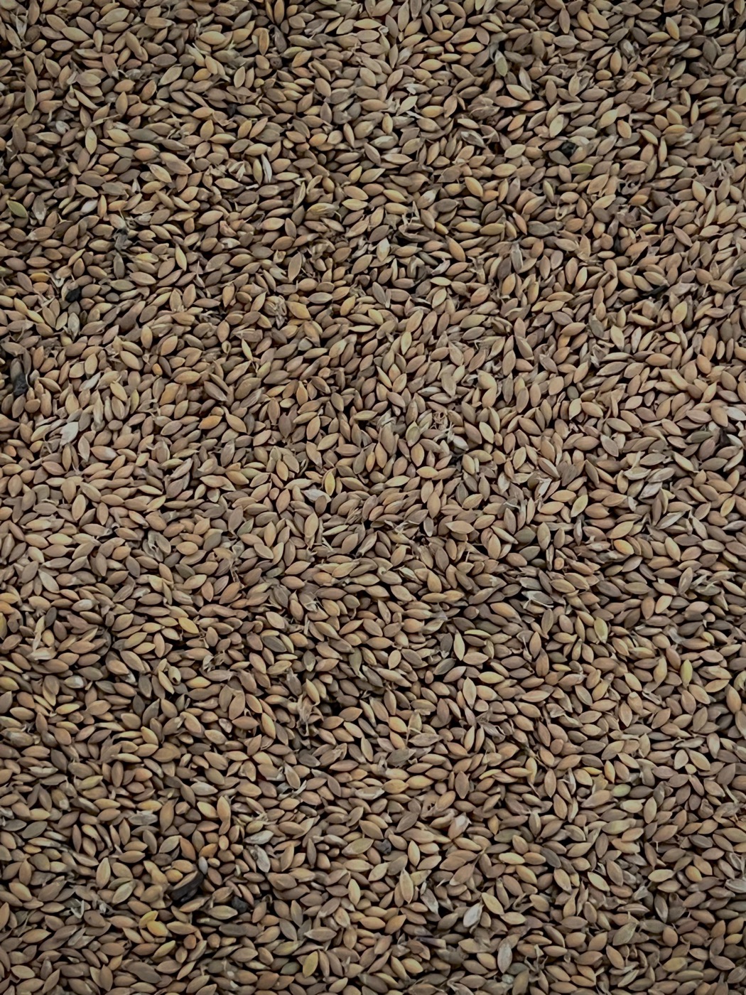 Primer plano de semillas de pasturas tropicales