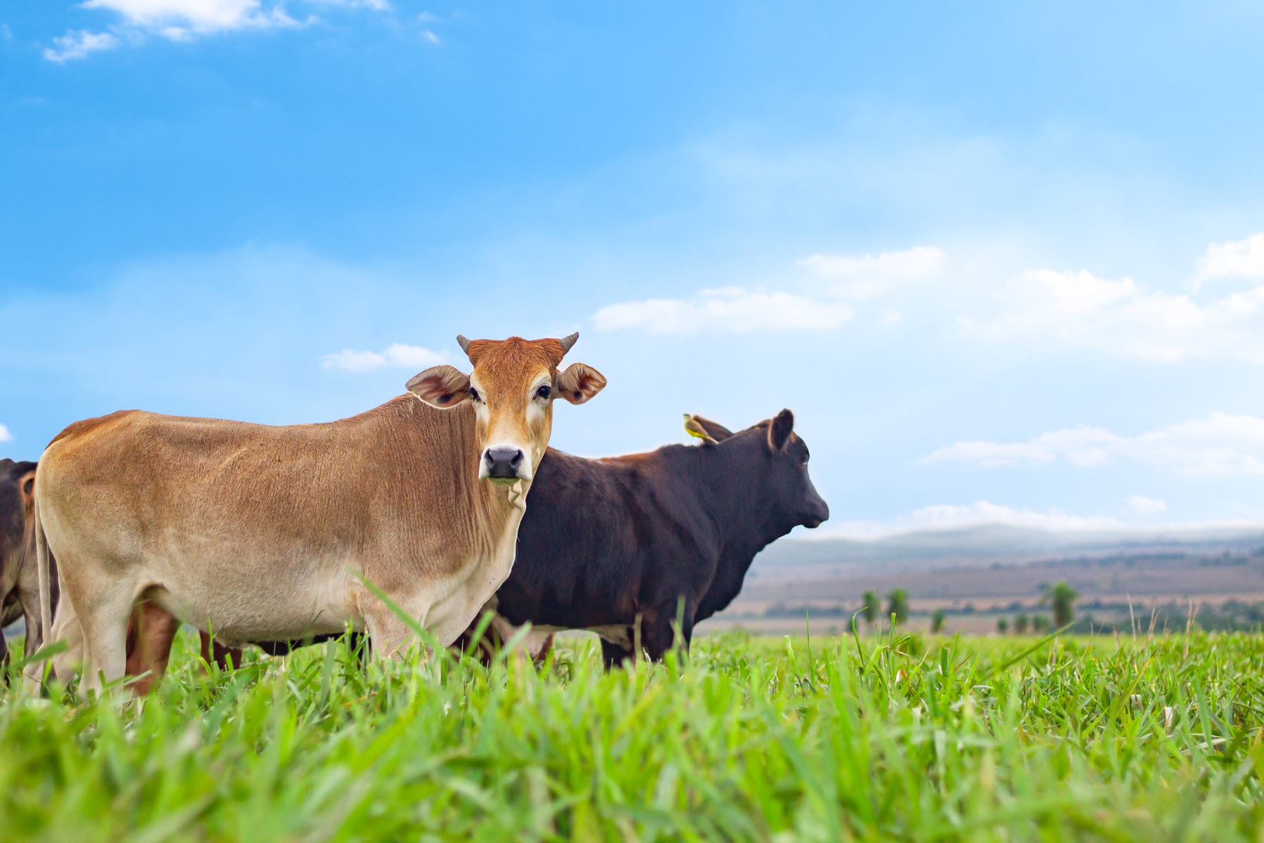 Dos vacas en una pastura verde bajo un cielo despejado