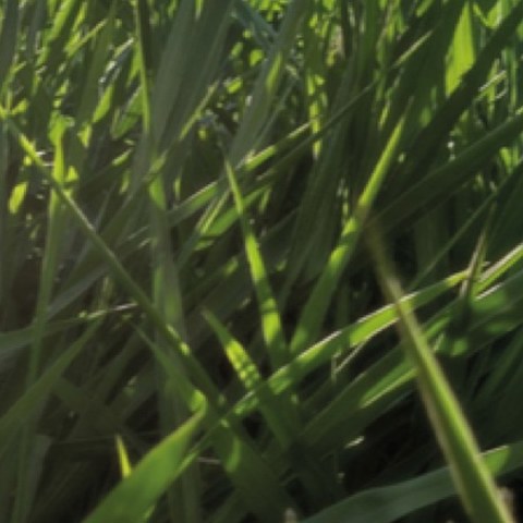 Pastura Brachiaria BRS Piatã