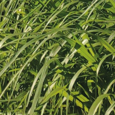 Pastura Brachiaria Marandu