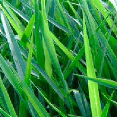 Pastura Brachiaria Decumbens