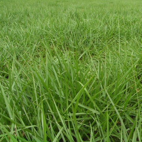 Pastura Brachiaria Humidicola Llanero