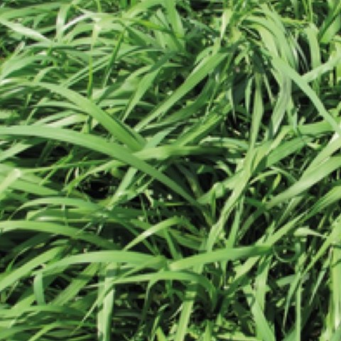 Pastura Panicum BRS Tamani