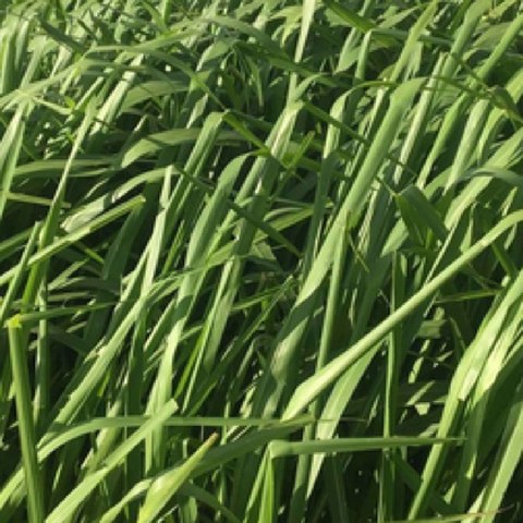Pastura Panicum BRS Zuri