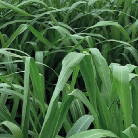 Pastura Panicum Miyagui