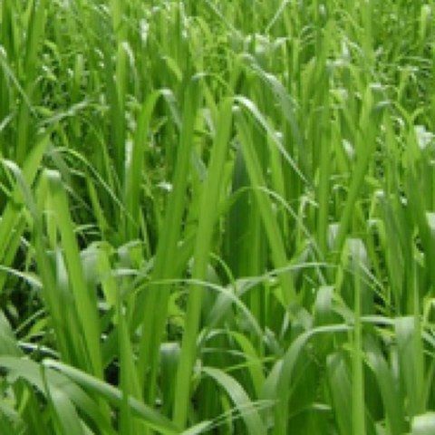 Pastura Panicum Mombaça